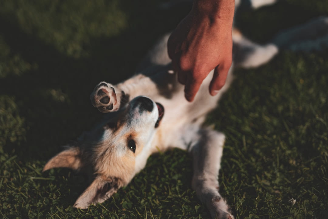 person playing with white and brown dog on Happy Paws Daily