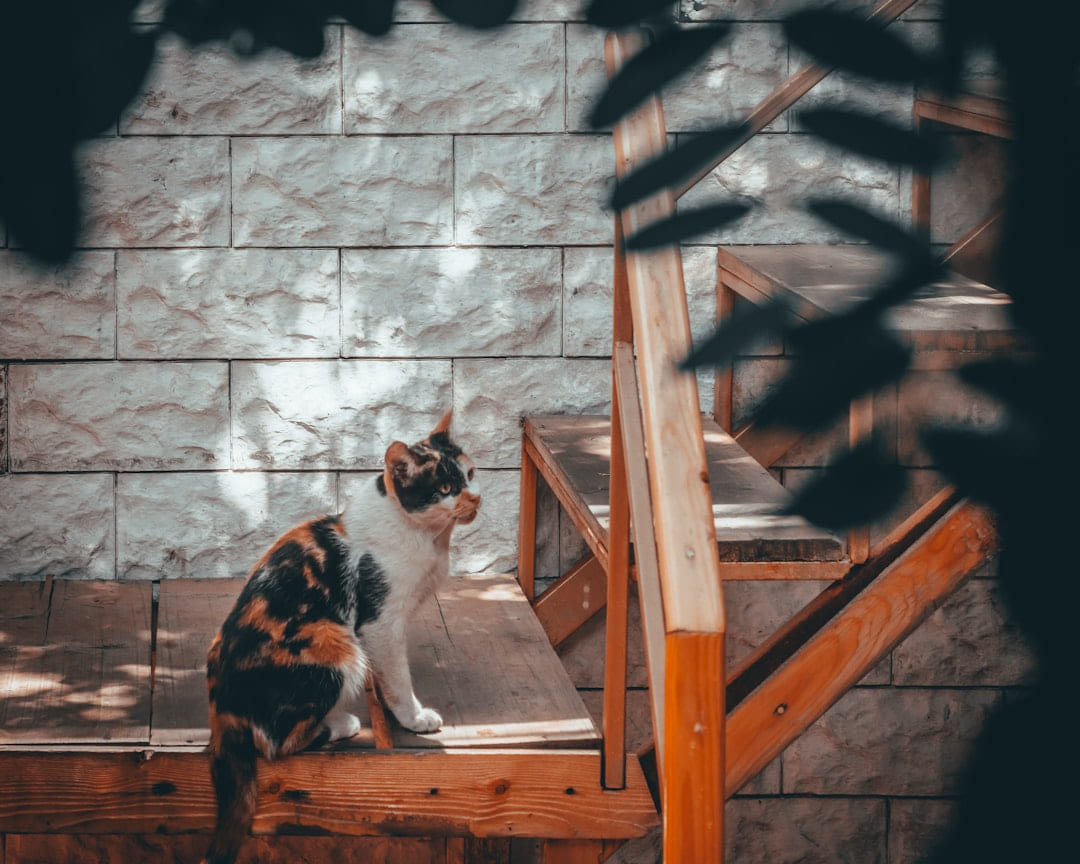 white and black cat on wooden stairs on Happy Paws Daily