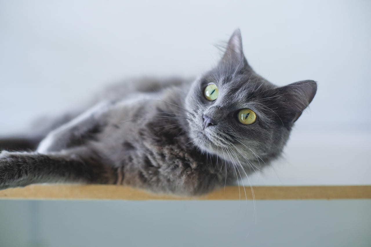 cat, nature, grey cat, animal, feline, pet on Happy Paws Daily