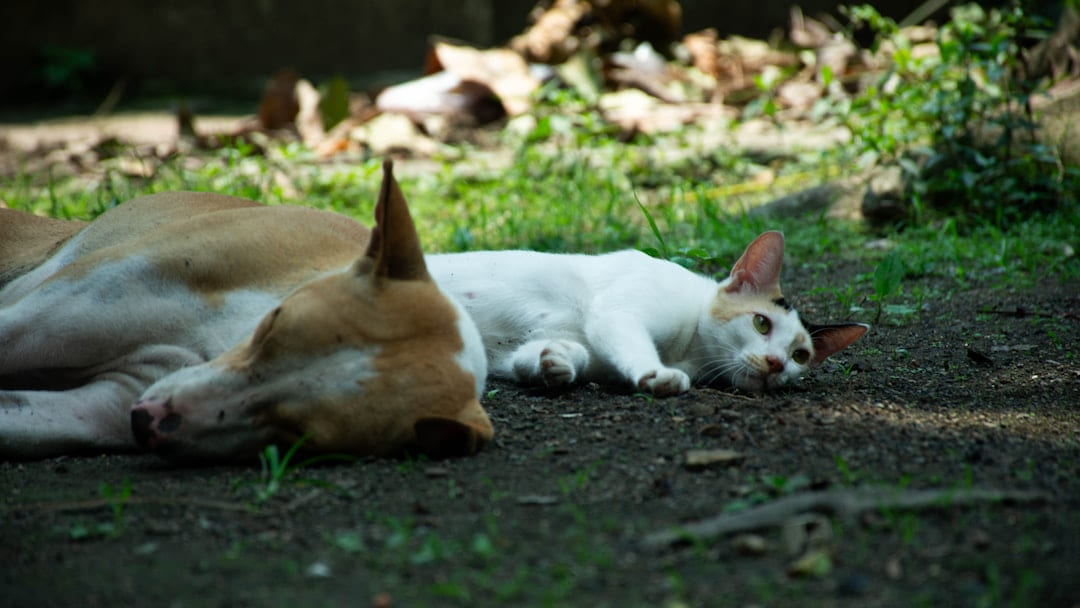 A dog and cat nap together peacefully. on Happy Paws Daily