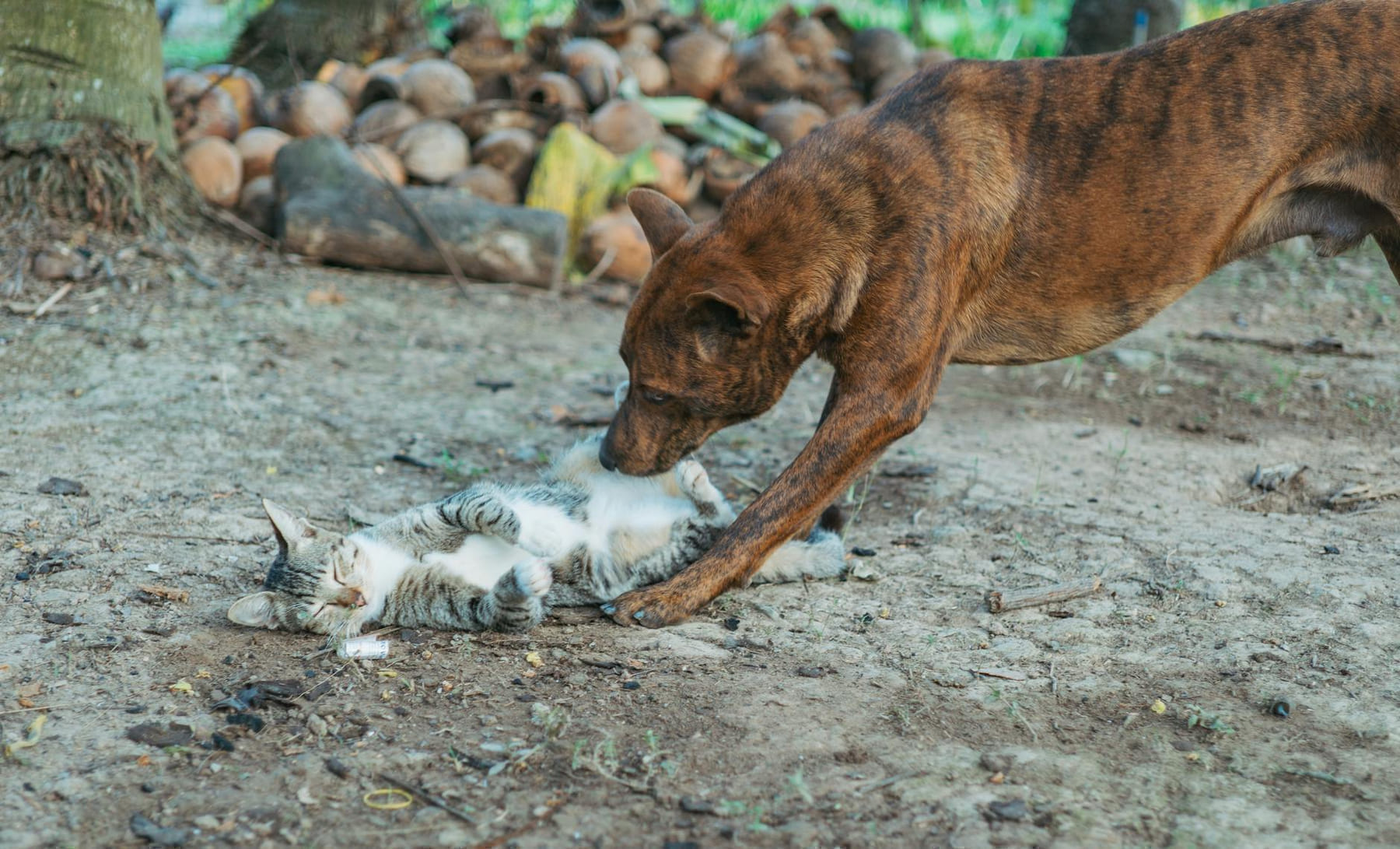 A dog and cat playfully interact on a dirt ground, surrounded by coconuts outdoors. on Happy Paws Daily