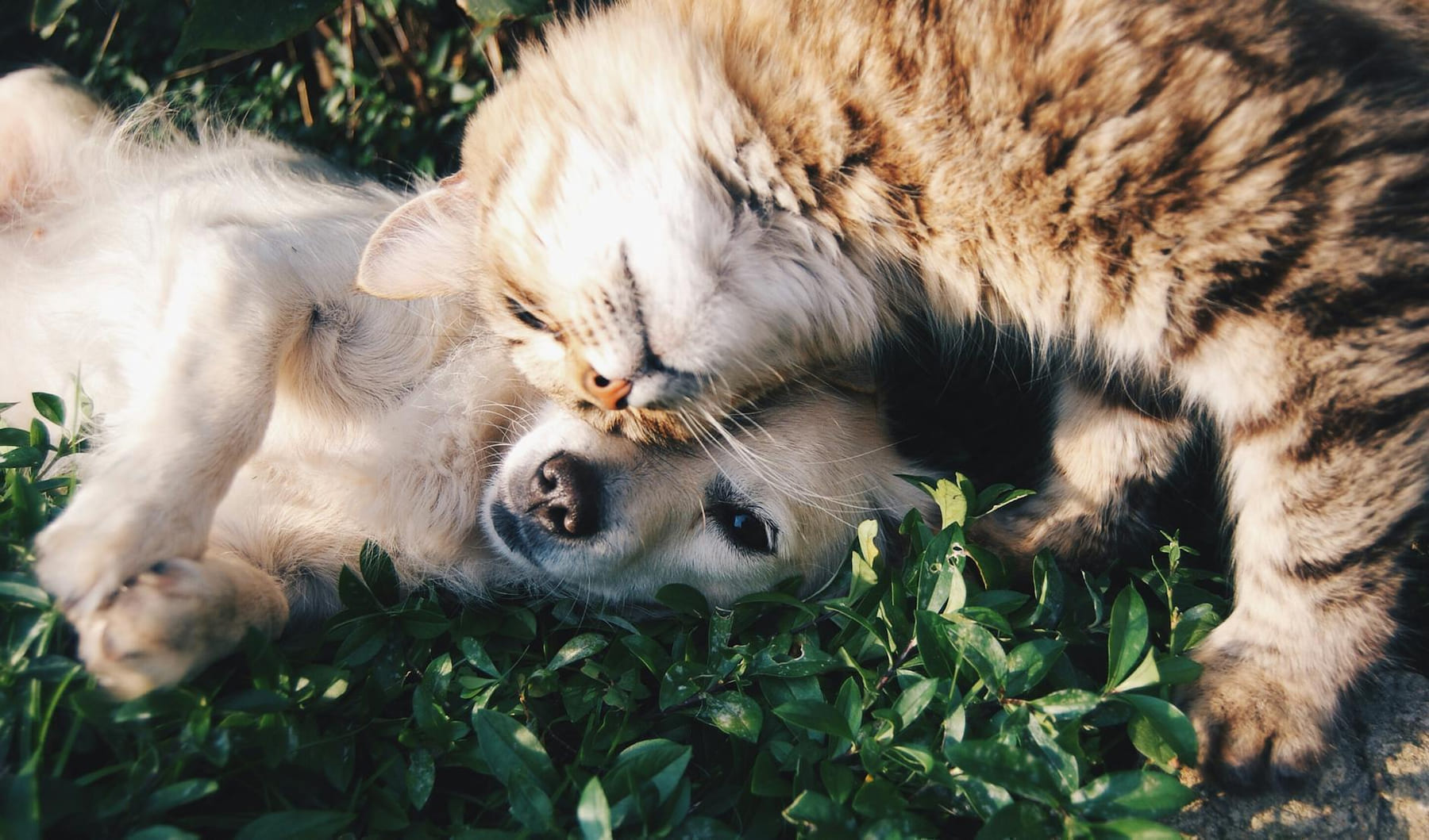 A heartwarming moment of a cat cuddling a dog on green grass outdoors. on Happy Paws Daily