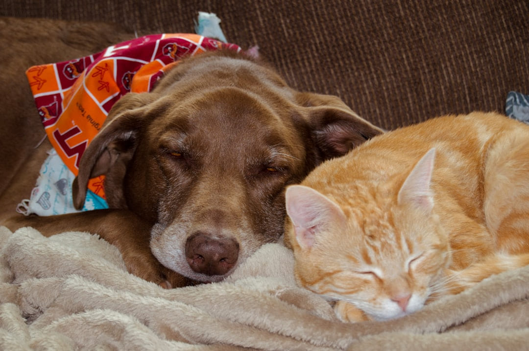 a dog and cat sleeping on a couch on Happy Paws Daily