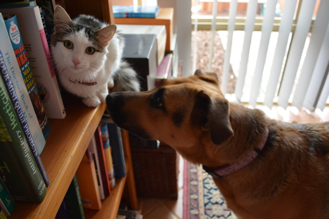 tan dog near cat on bookshelf on Happy Paws Daily