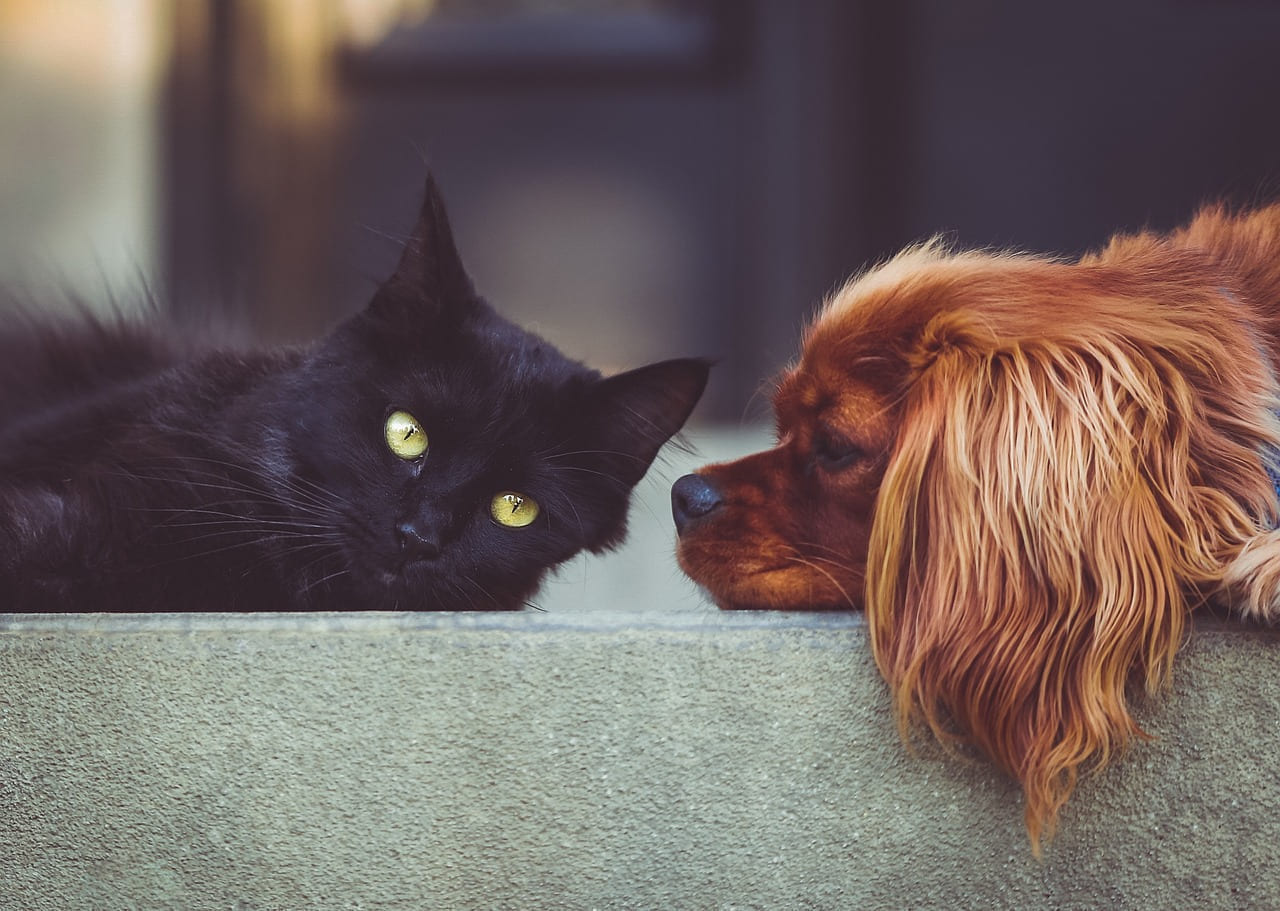dog, cat, pet, pets, mammals, animals, friends, friendship, brown dog, black cat, domestic, domestic animals, nature, portrait, animal, friendship day on Happy Paws Daily