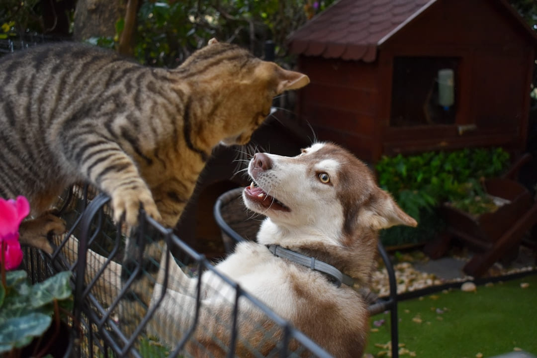 a cat and a dog in a cage on Happy Paws Daily