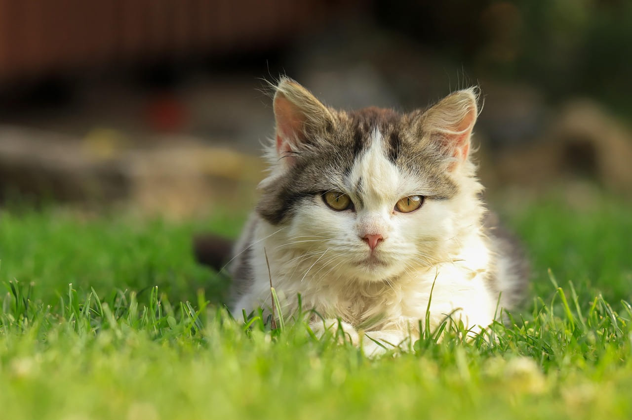 cat, kitten, nature, pet, young cat, animal, domestic cat, feline, mammal, portrait on Happy Paws Daily