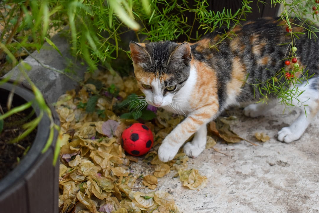 a cat playing with a toy on Happy Paws Daily