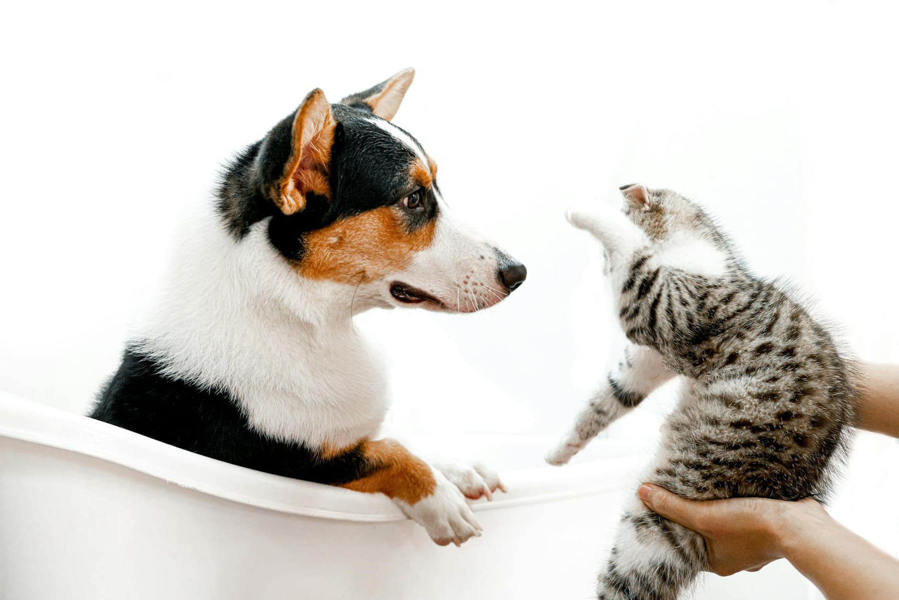 A cute scene of a cat and dog interacting playfully in a bathtub, indoors. on Happy Paws Daily