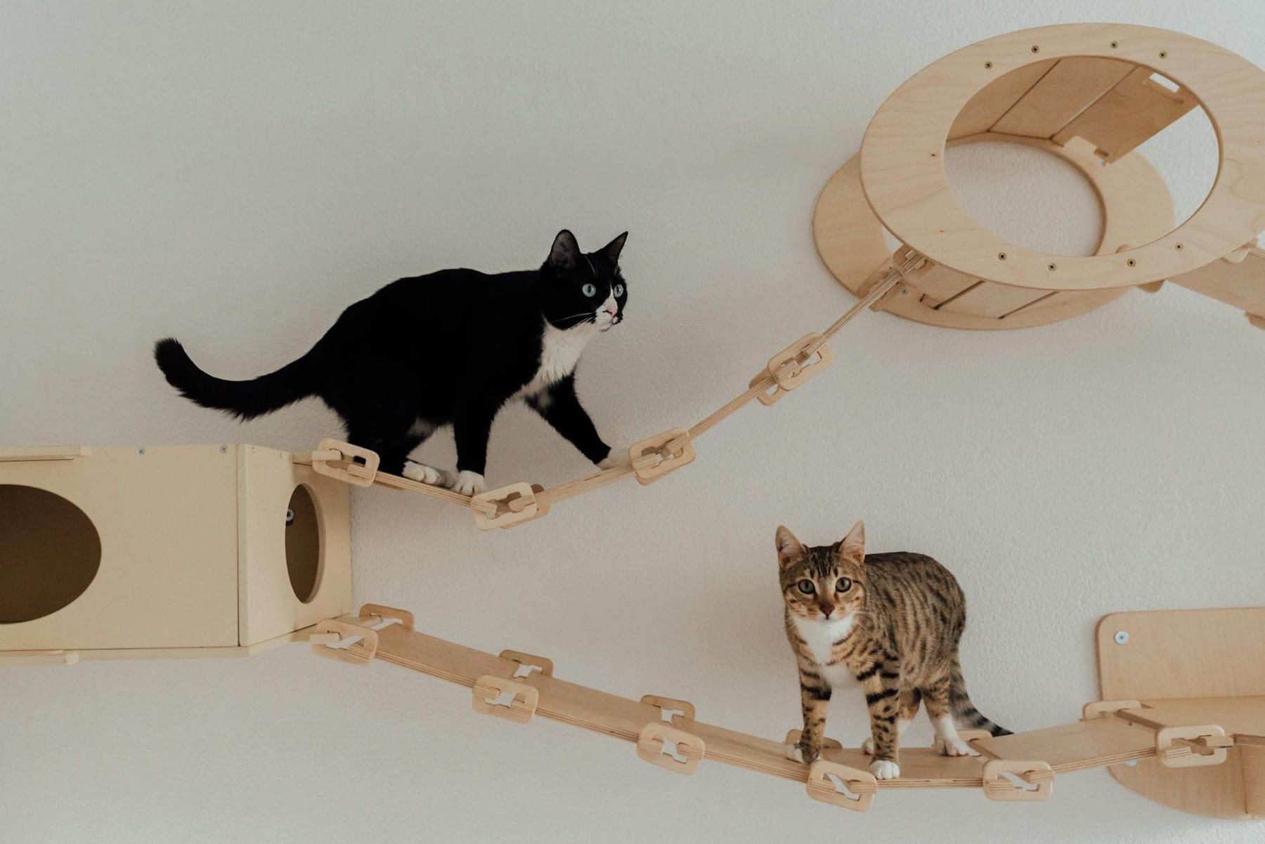Two cats exploring an indoor wooden cat tower. Ideal for pet lovers and home decor inspiration. on Happy Paws Daily