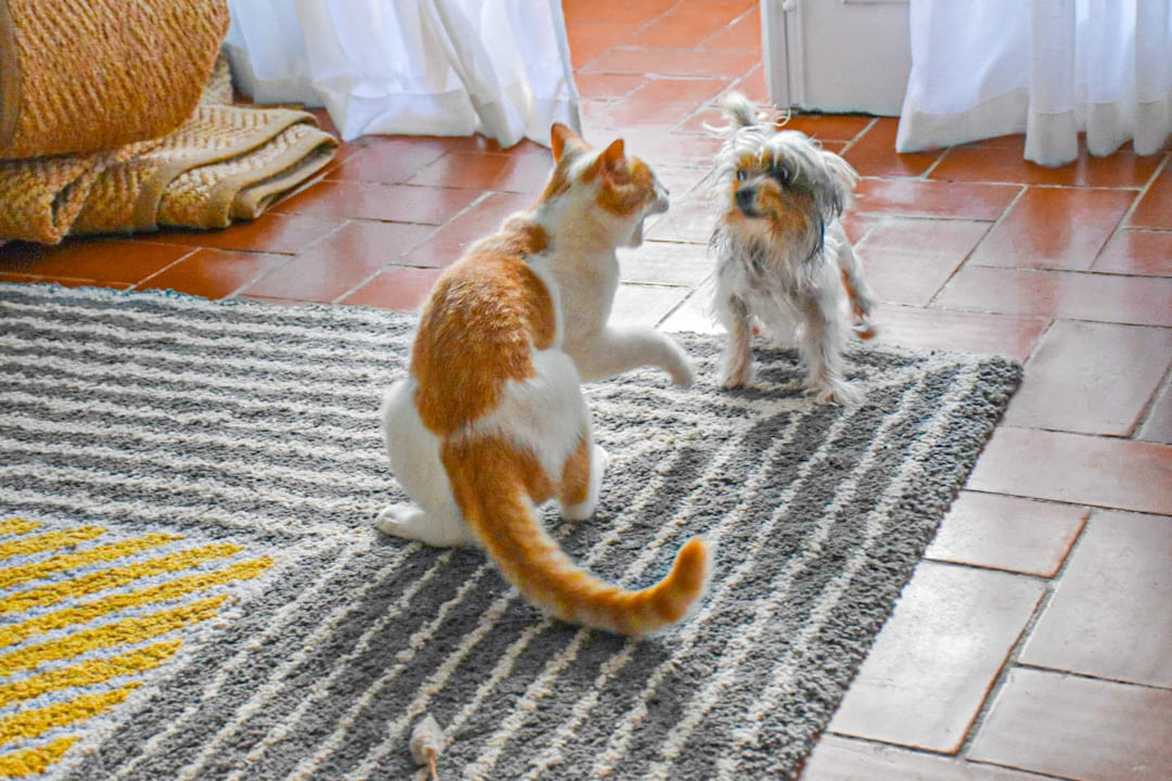 orange and white cat on gray carpet on Happy Paws Daily
