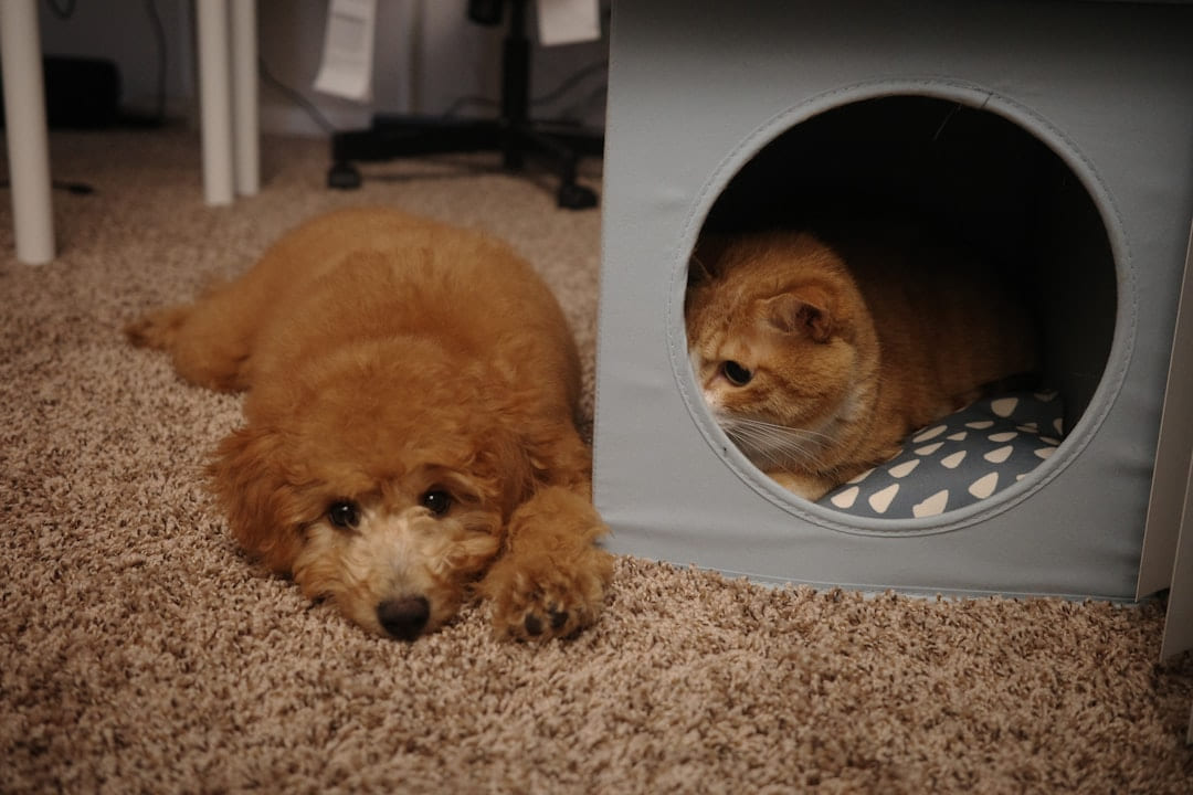 A dog laying on the floor next to a cat on Happy Paws Daily