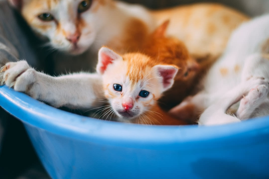 orange and white tabby cat in blue plastic basin on Happy Paws Daily