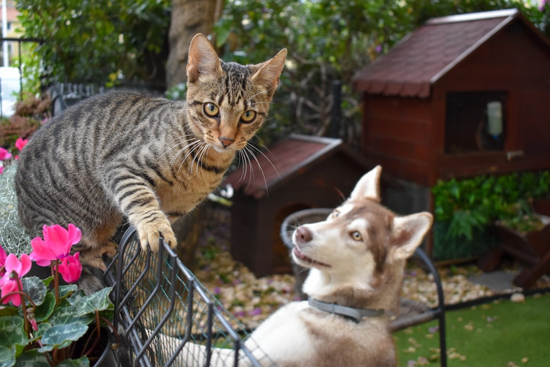 a cat and a dog on a chair outside on Happy Paws Daily