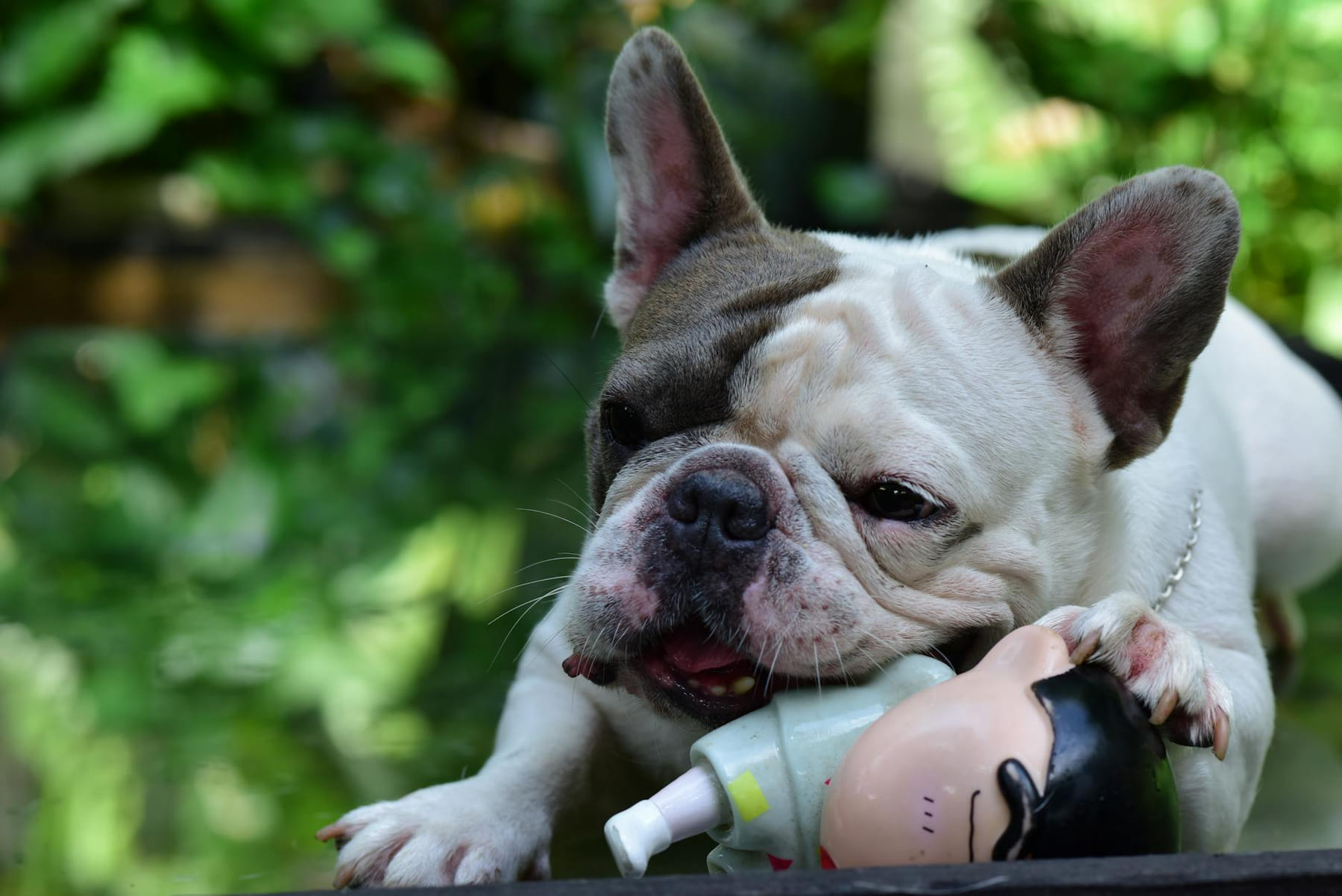 French Bulldog playfully chewing a toy in a lush outdoor setting. Captured with a DSLR camera. on Happy Paws Daily