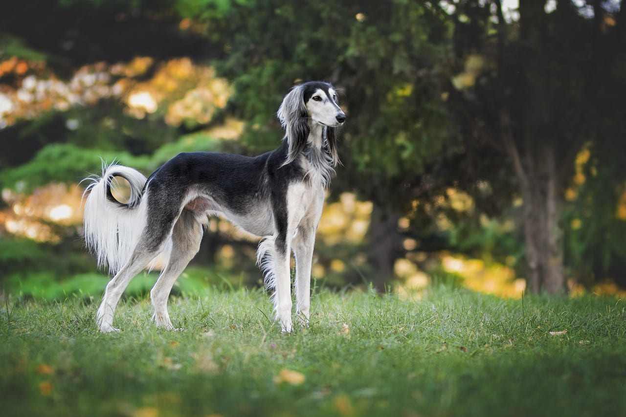 nature, dog, greyhound, saluki, pet, animal, love, loyal, colors, race, happy, the persian greyhound, purebred dog, pets, dog, dog, dog, dog, dog, greyhound, saluki on Happy Paws Daily