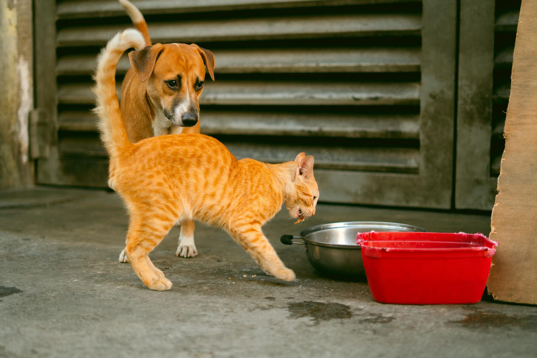 A cat and dog near food bowls on a Manila street. on Happy Paws Daily