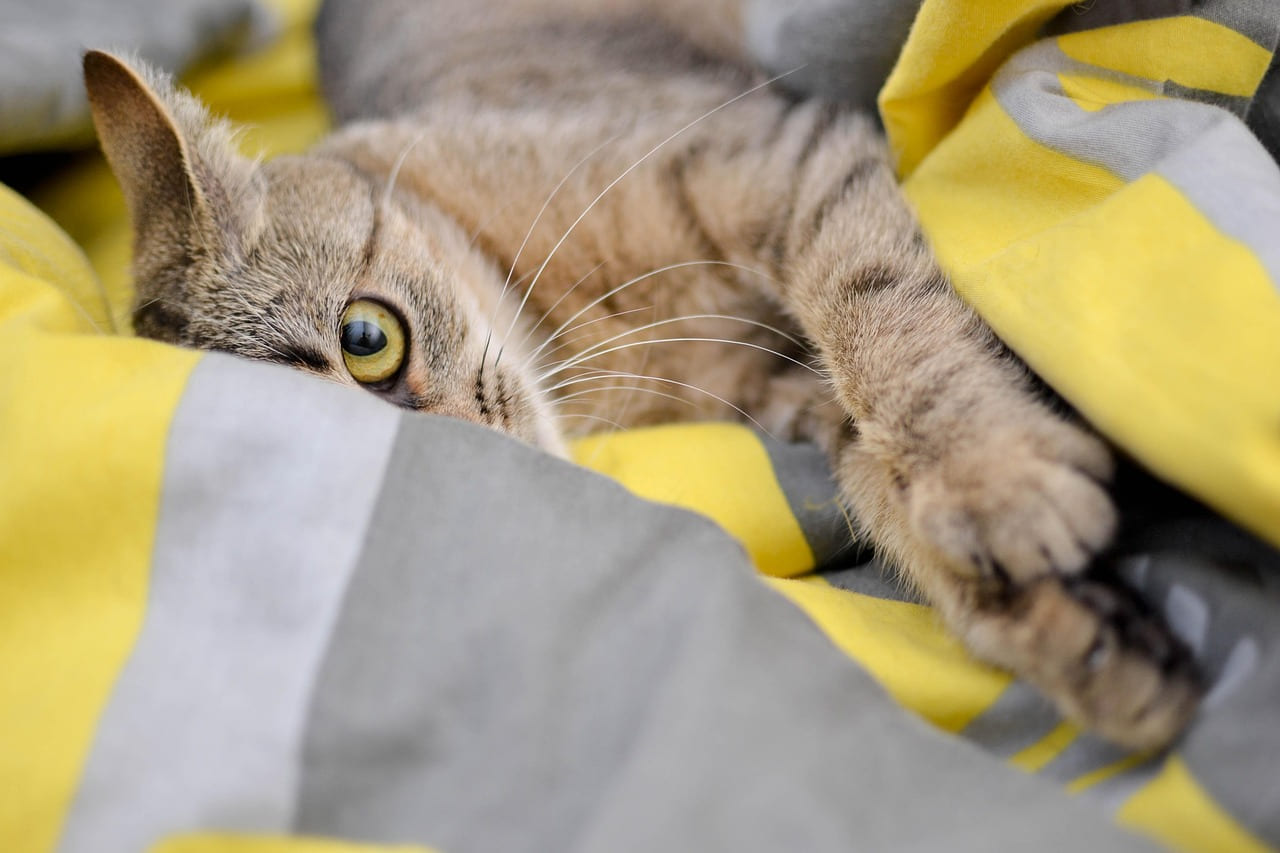 cat, domestic cat, nature, look, pet, cat's eyes, bury cat, animal on Happy Paws Daily