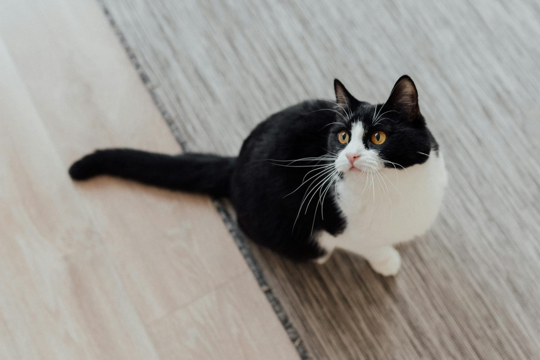 Adorable tuxedo cat sitting indoors with curious expression and bright eyes. on Happy Paws Daily