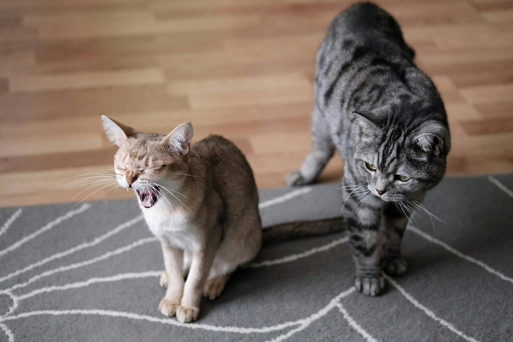 Two domestic cats on a patterned carpet indoors, one yawning, the other walking. on Happy Paws Daily