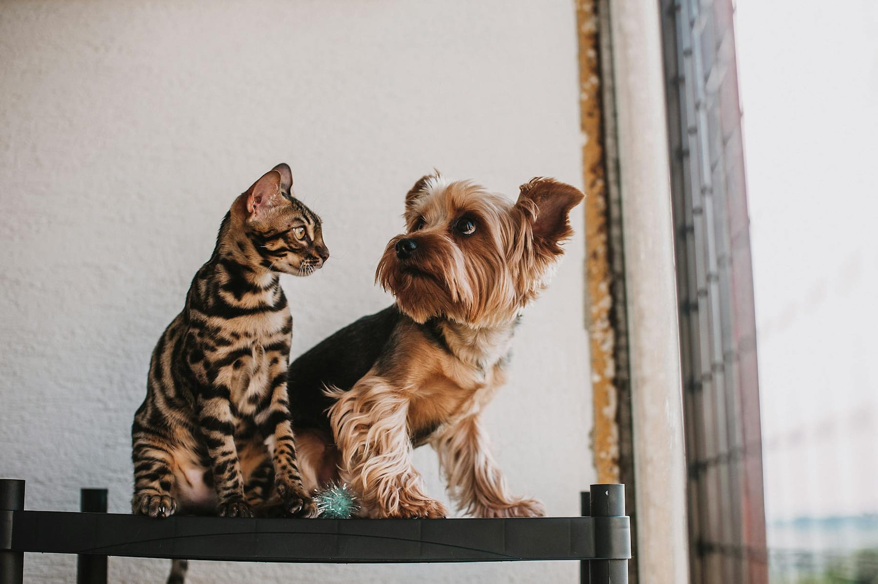 A Bengal cat and Yorkshire Terrier sit together on a shelf by a window, showcasing pet companionship. on Happy Paws Daily