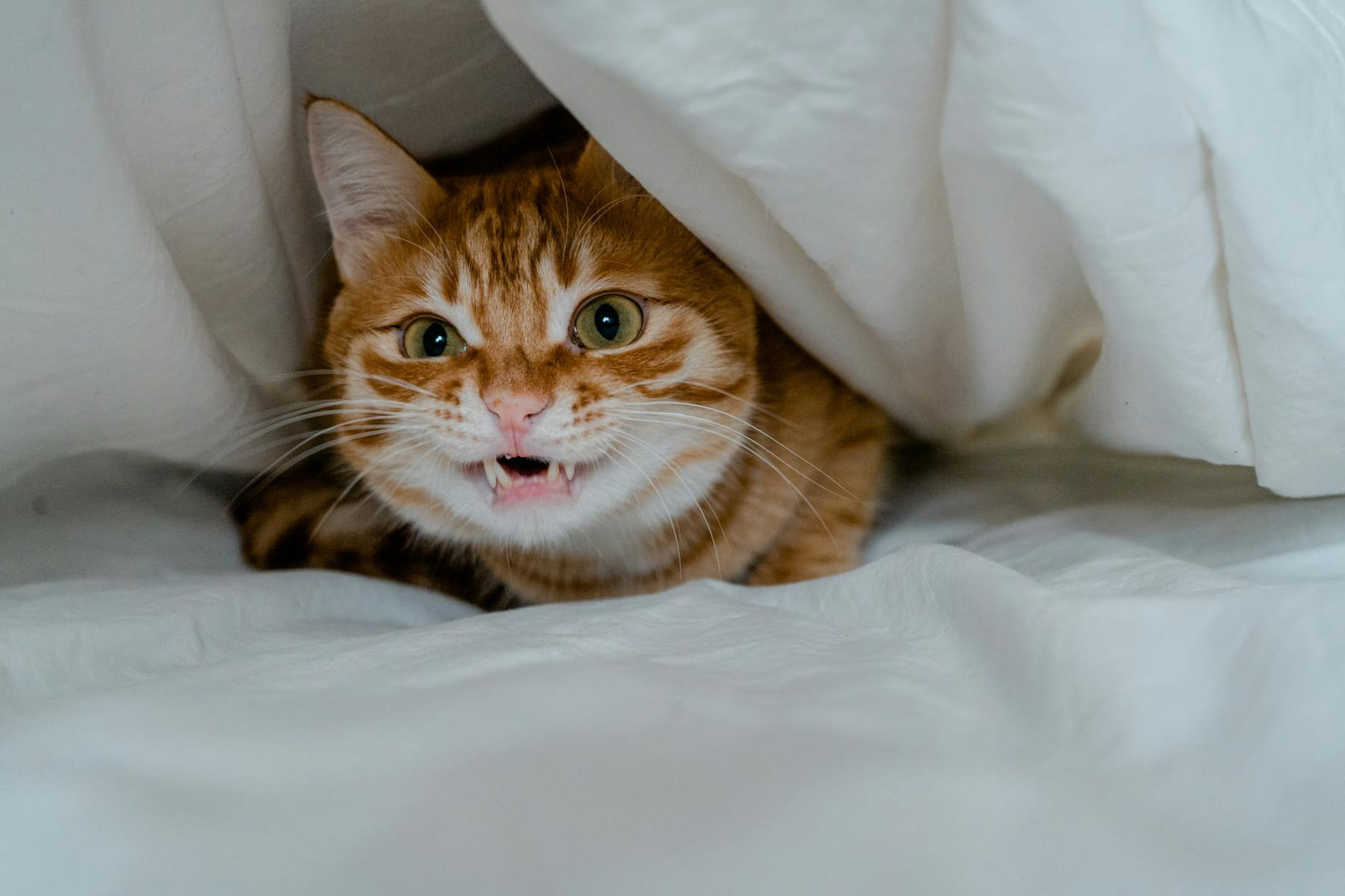 Adorable ginger tabby cat hiding under soft white sheets, showcasing a playful and curious expression. on Happy Paws Daily