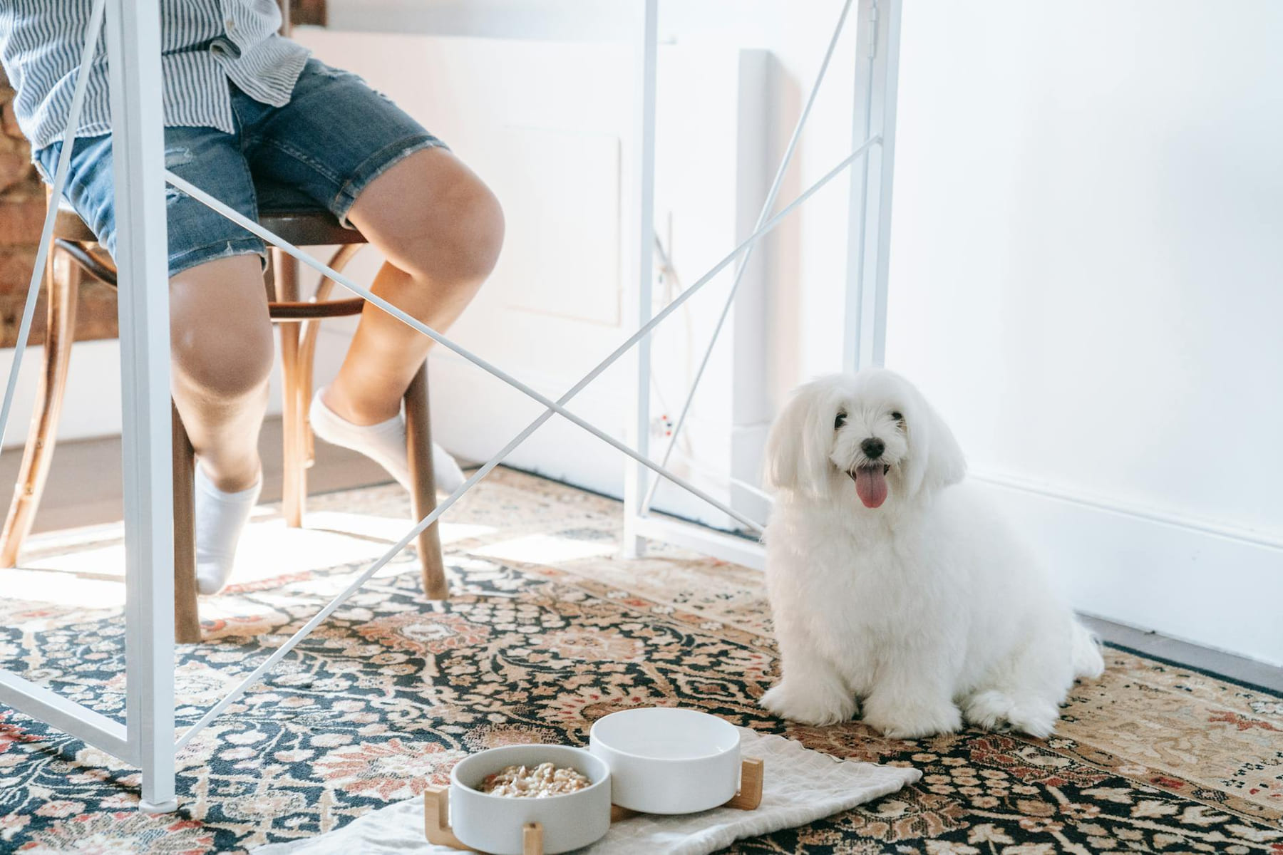 A fluffy white dog sitting indoors next to food bowls on a patterned carpet. on Happy Paws Daily