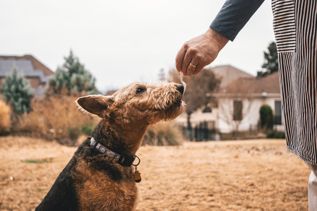 black and brown Yorkshire Terrier on Happy Paws Daily