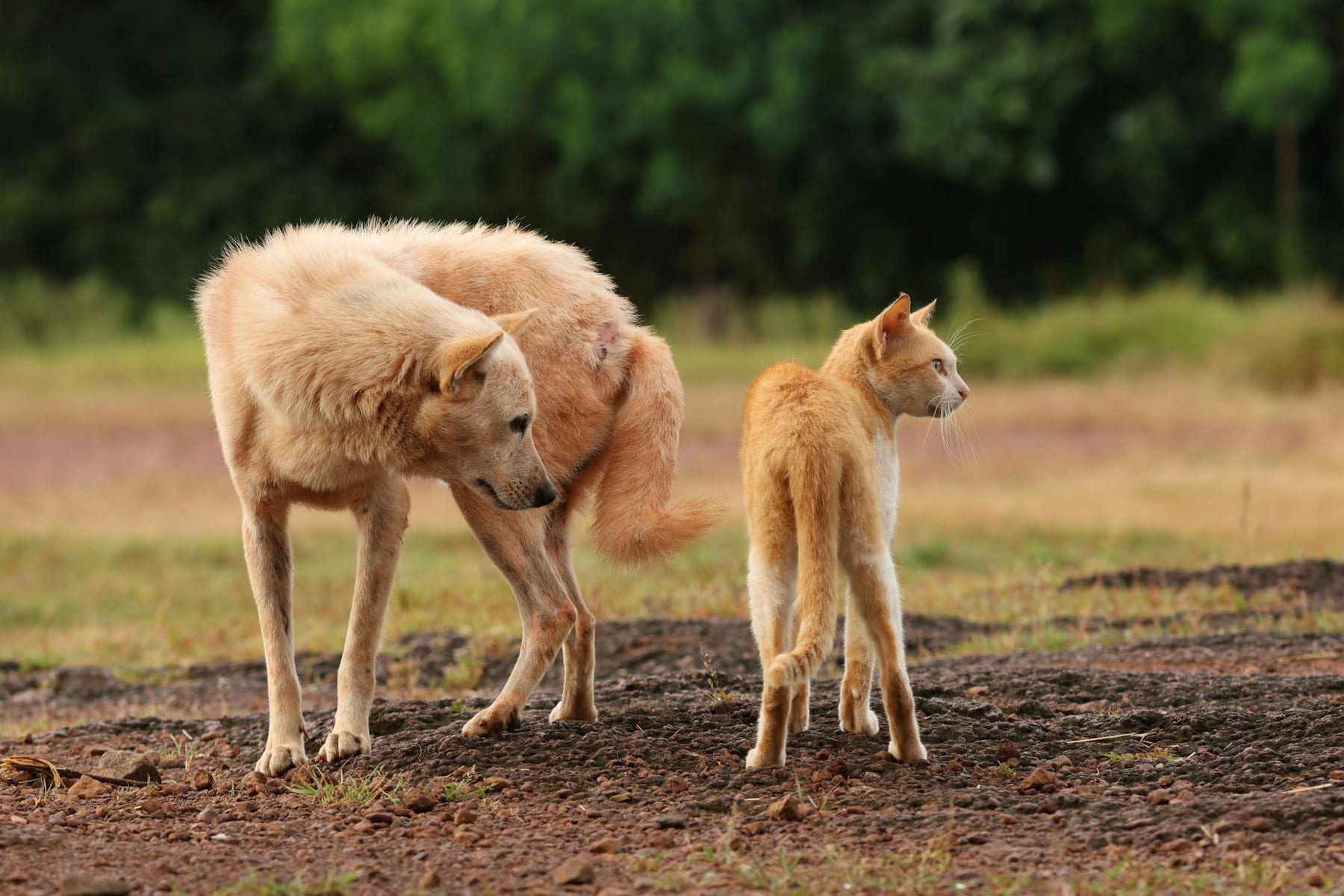 A dog and a cat standing together outdoors, showcasing natural pet friendship. on Happy Paws Daily