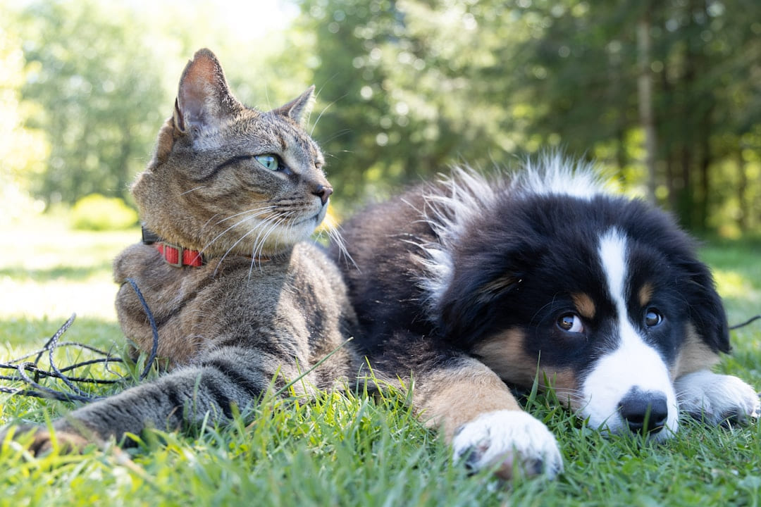 a dog and a cat laying in the grass on Happy Paws Daily