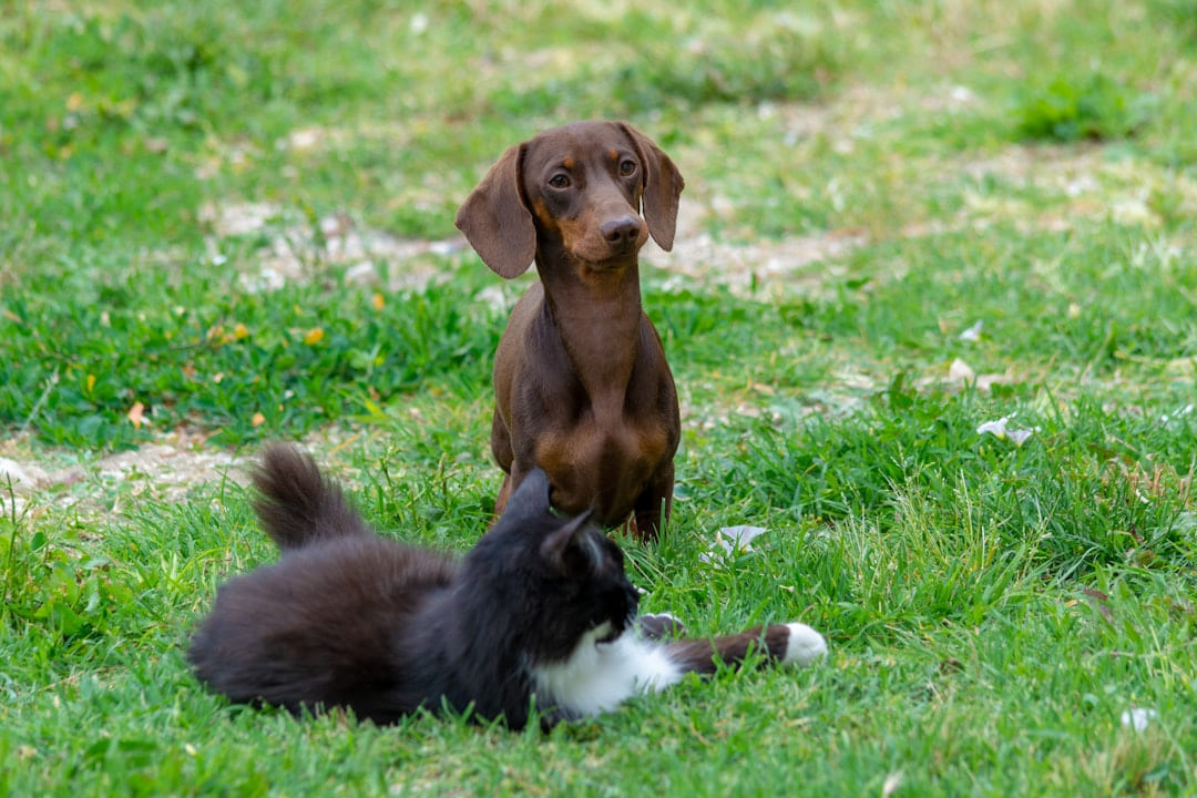 a dog and a cat playing in the grass on Happy Paws Daily
