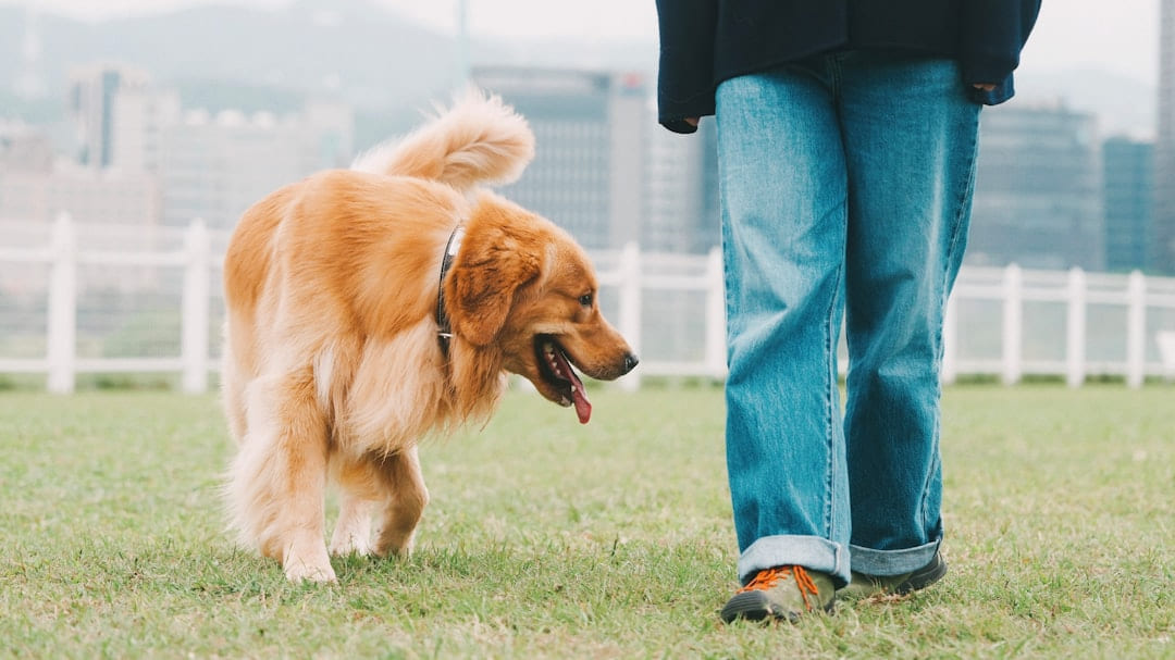 A person standing in the grass with a dog on Happy Paws Daily