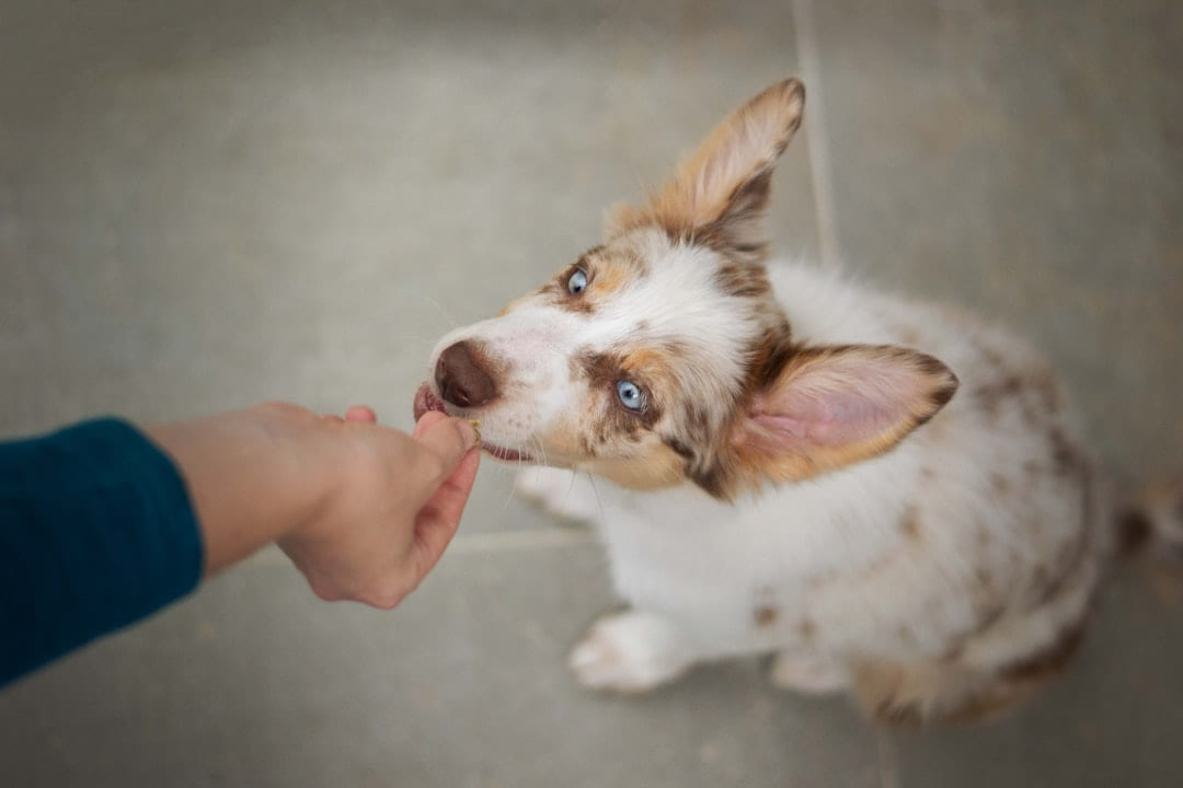a small dog being fed by a person on Happy Paws Daily