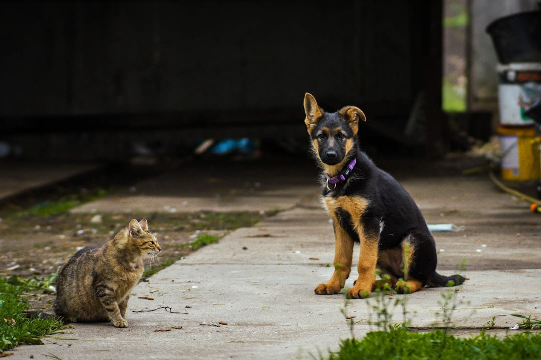 a cat and a dog sitting on the sidewalk on Happy Paws Daily