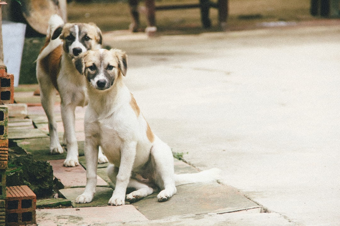 two white dogs standing on sidewalk on Happy Paws Daily