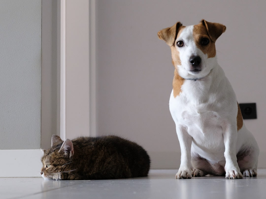 A dog and a cat sitting on the floor on Happy Paws Daily
