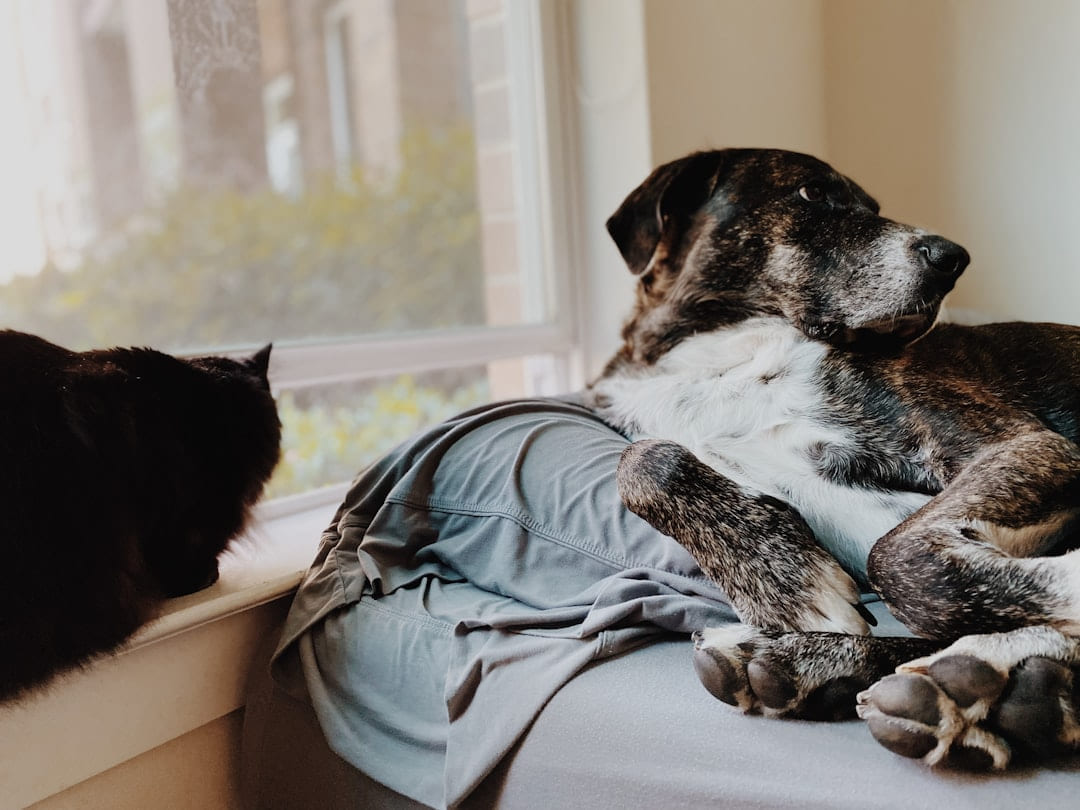 a dog lying on a blanket on Happy Paws Daily