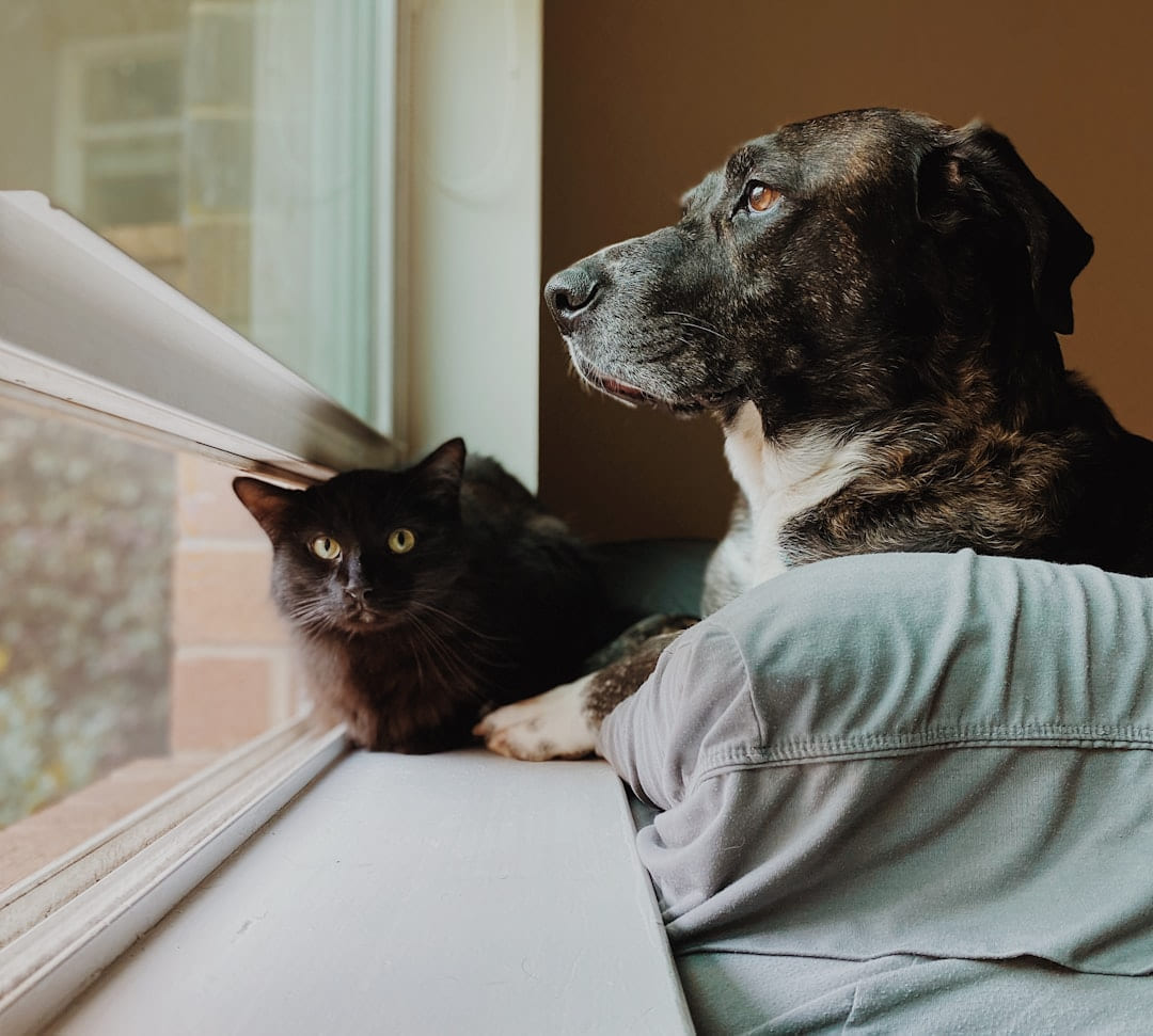 a dog and a cat looking out a window on Happy Paws Daily