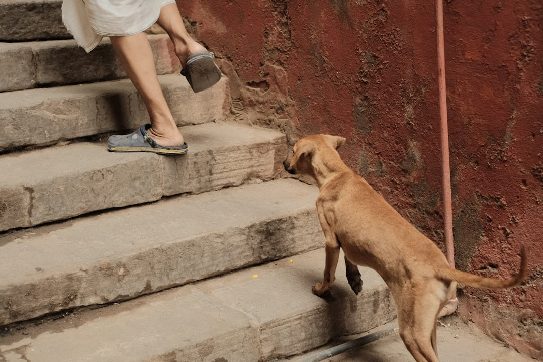 a brown dog standing on top of steps next to a person on Happy Paws Daily