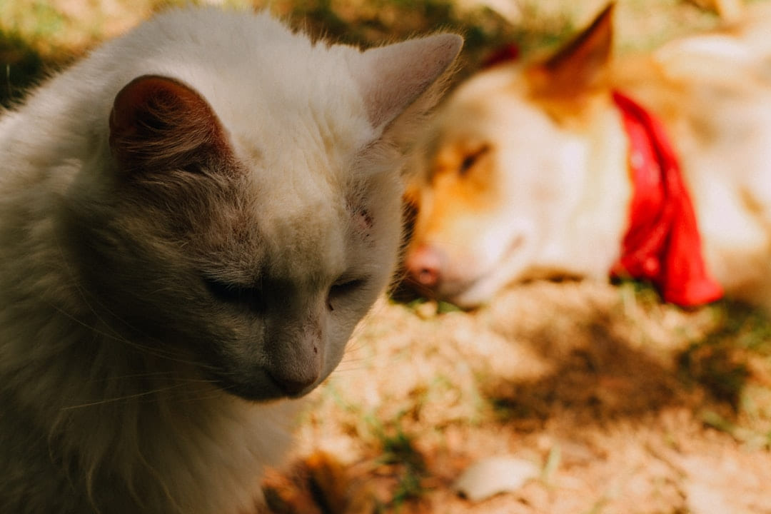 white and brown cat on brown ground on Happy Paws Daily