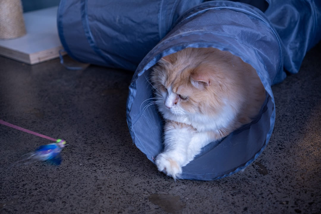 Fluffy cat is relaxing in a tunnel. on Happy Paws Daily