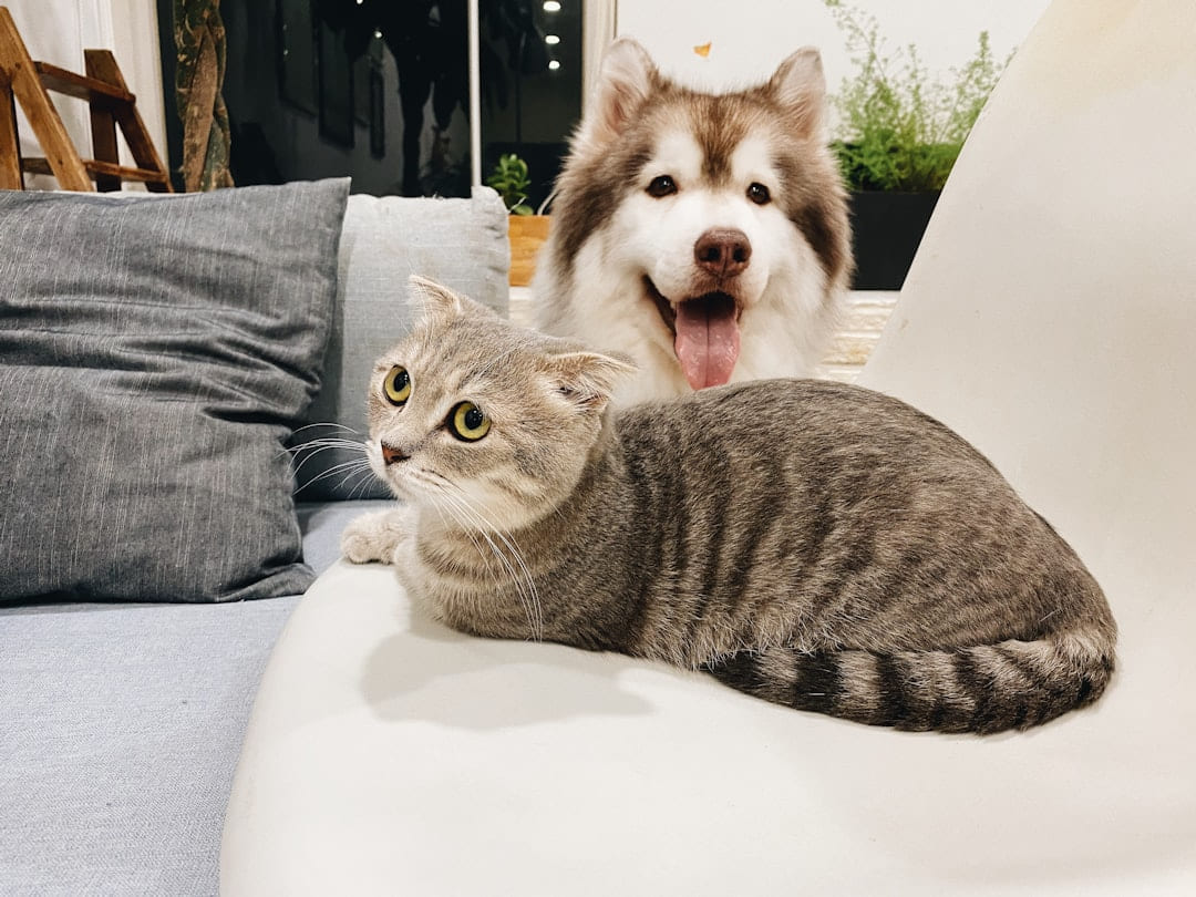 grey tabby cat beside short-coat brown and white dog on Happy Paws Daily