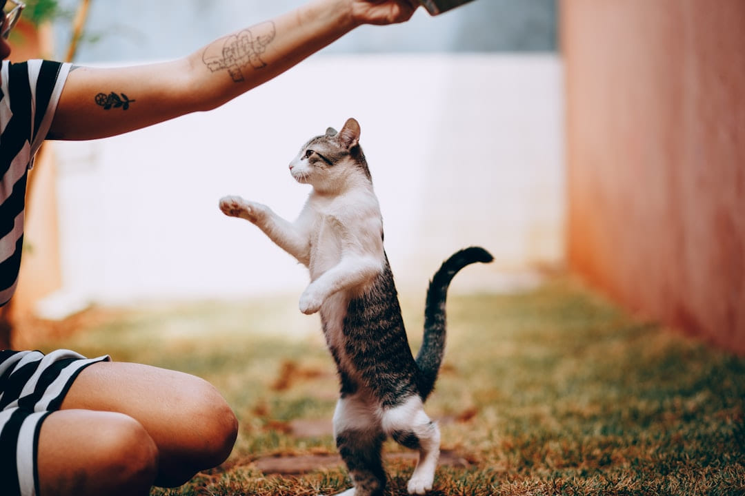 person holding white and black cat on Happy Paws Daily