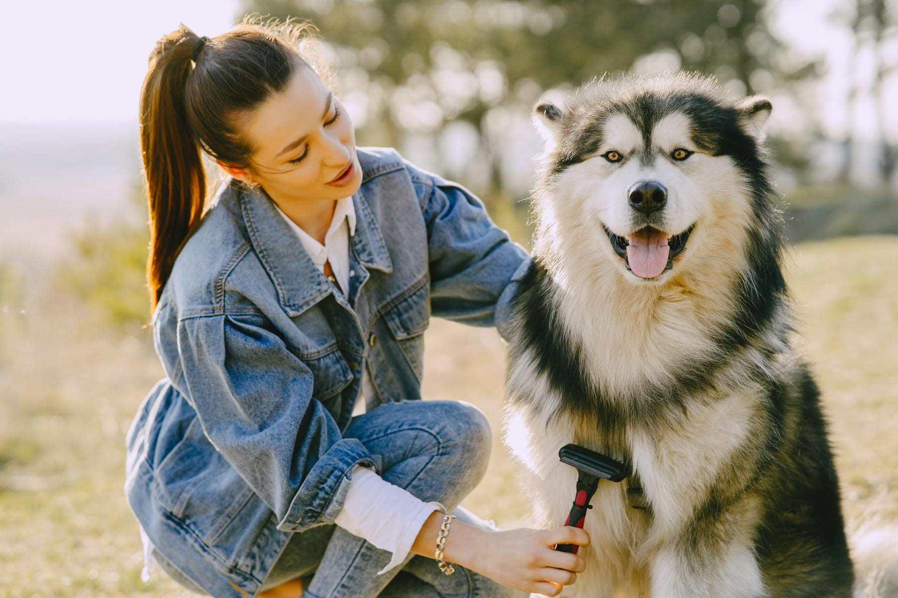 Woman brushing a happy Siberian husky outdoors on a sunny day, showcasing pet care and bonding. on Happy Paws Daily