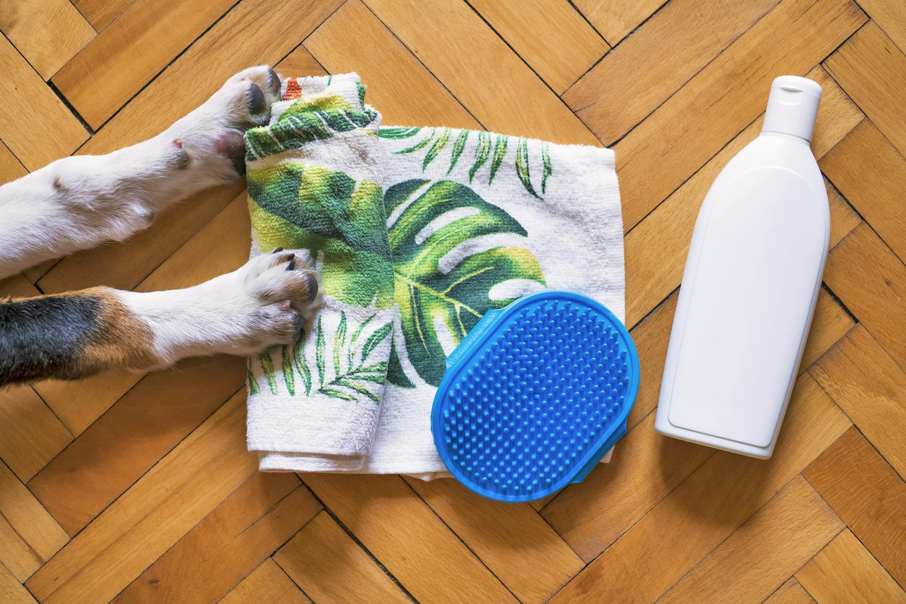 Flat lay of pet grooming essentials with dog paws, shampoo, towel, and brush on wooden floor. on Happy Paws Daily