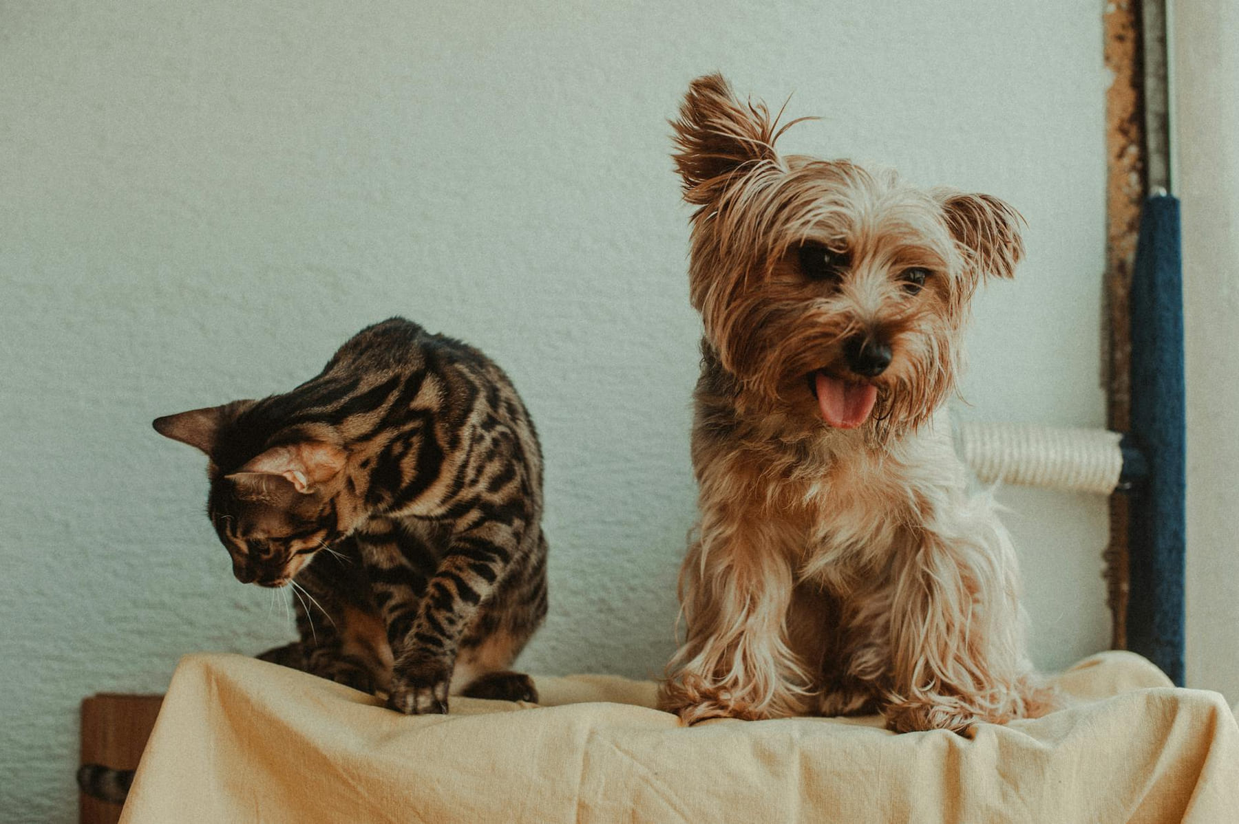 A playful scene of a cute cat and dog posing together on a blanket indoors. on Happy Paws Daily