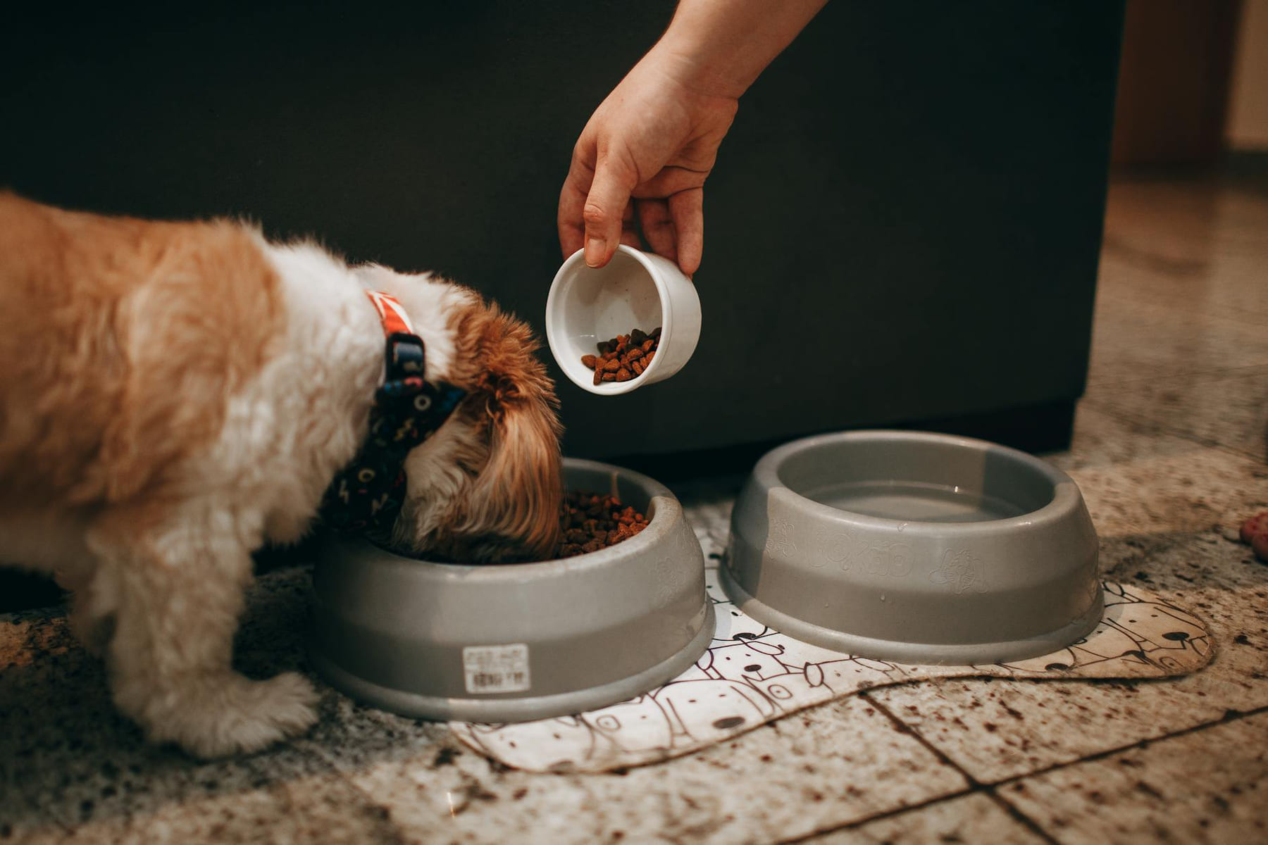 A hand feeds a Shih Tzu puppy in an indoor setting, highlighting pet care and love. on Happy Paws Daily