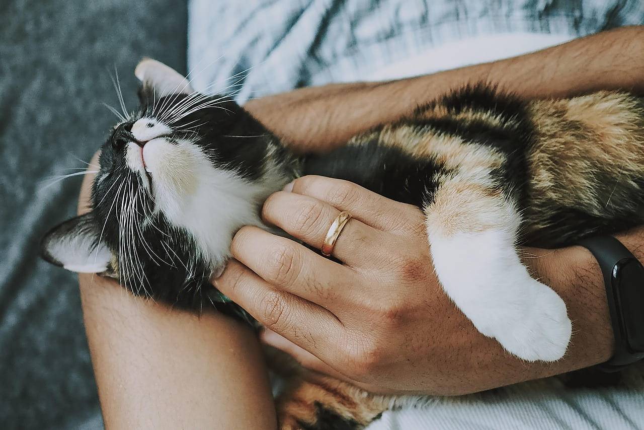 cat, pet, nature, care, pet care, kitten, animal, domestic cat, feline, mammal, cute, furry, playful, fur, kitty, adorable, rescue cat, animal care, closeup on Happy Paws Daily