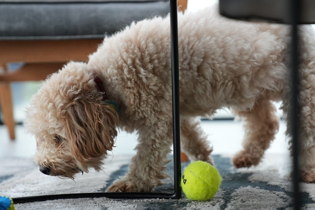 a dog with a tennis ball on Happy Paws Daily