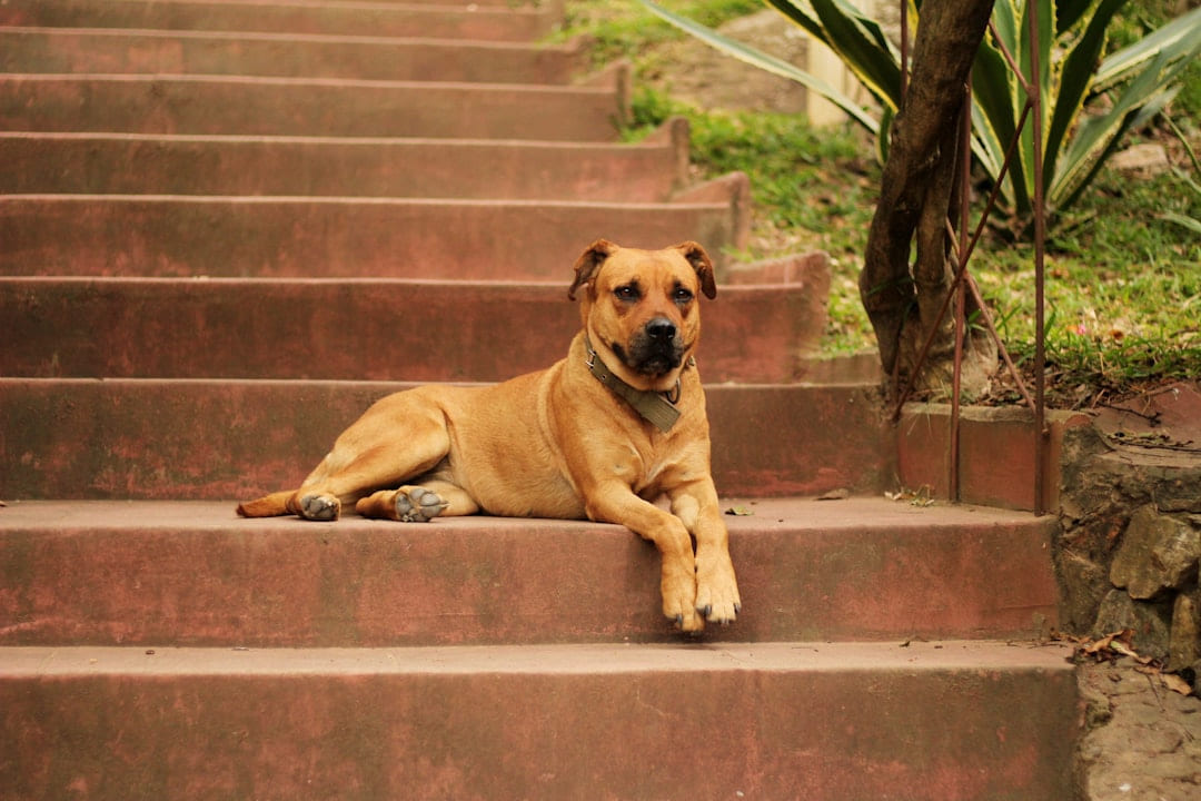 a dog laying down on a set of stairs on Happy Paws Daily